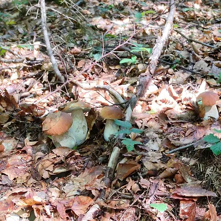 Prázdninový dům Otulony Sloncem