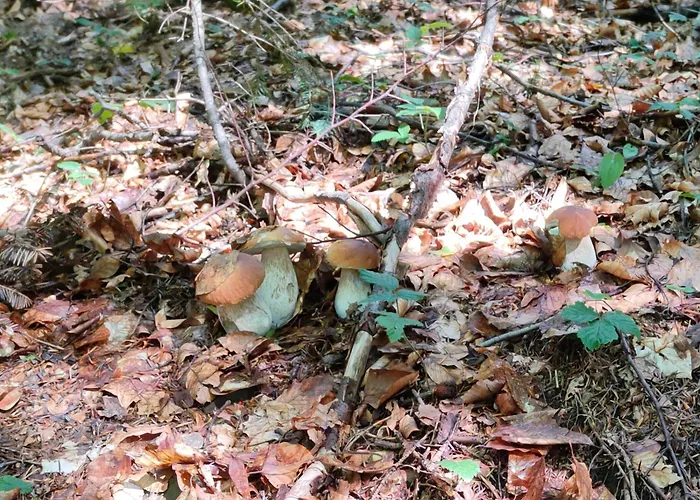 Tatil Evi Otulony Sloncem